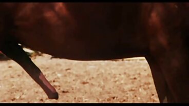 সেক্স পাটখেতে চোদাচুদি চলচ্চিত্র